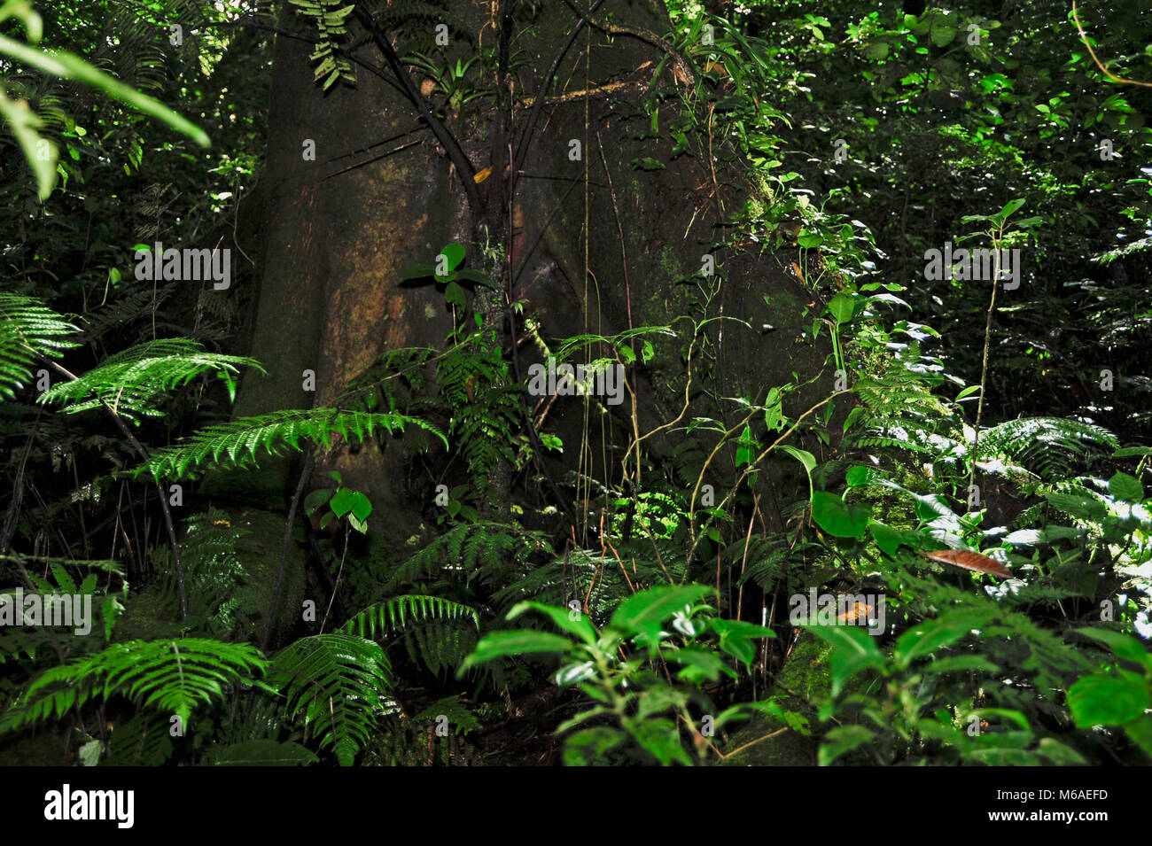 Bosque Caricias, ein eigenes Ecological Reserve, in Concepción de San Isidro de Heredia in Costa Rica, bietet Touren. Stockfoto