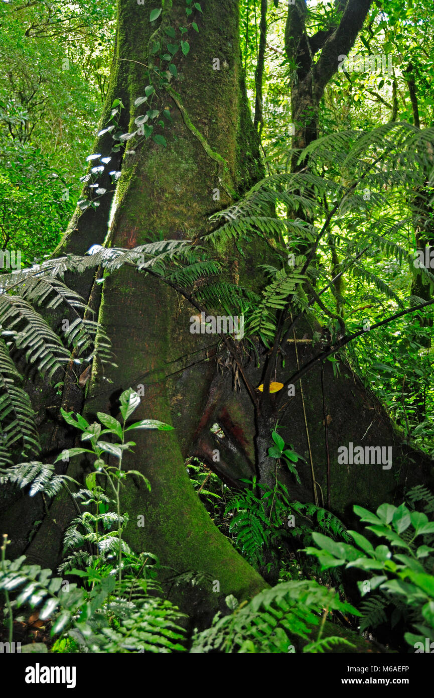 Wald grün in Bosque Caricias ist ein privates ökologisches Reservat, in Concepción de San Isidro de Heredia entfernt. Stockfoto