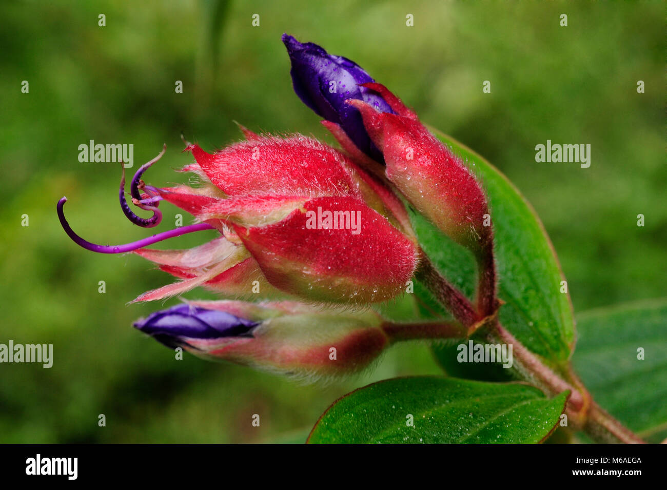 Diese tiefen Rot Melastoma Candidum Bud ist eine Melastomataceae (alternativ Melastomaceae), ein Taxon von blühenden Pflanzen meist in den Tropen gefunden. Stockfoto