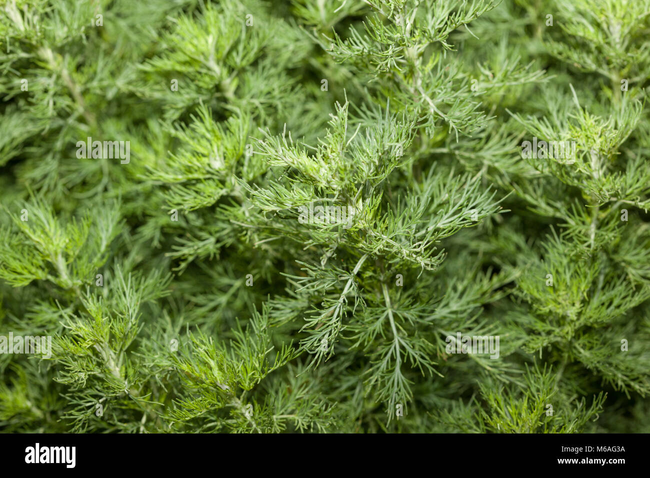 Southernwood, Åbrodd (Artemisia abrotanum) Stockfoto