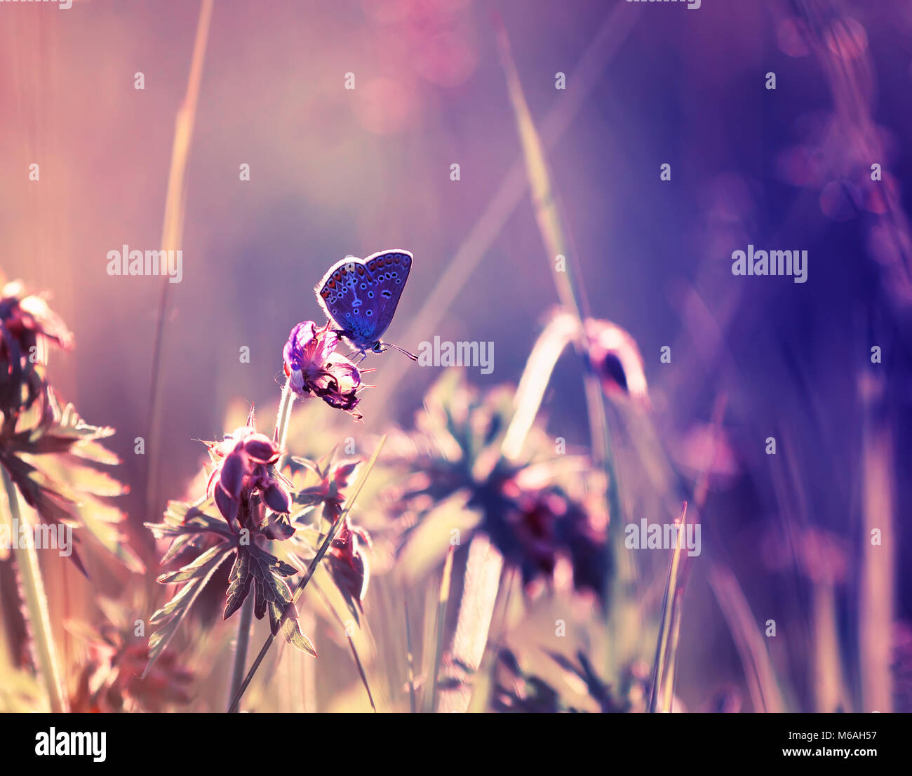 Süße kleine blaue Schmetterling sitzt auf einem heiklen und schönen Fee lila Wiese Stockfoto