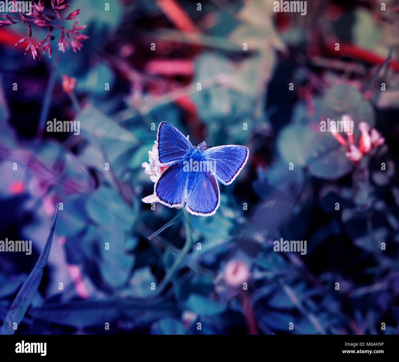 Süße kleine blaue Schmetterling, Kupfer - Schmetterling sitzt auf einem wunderschönen Lilac fairy Meadow Stockfoto