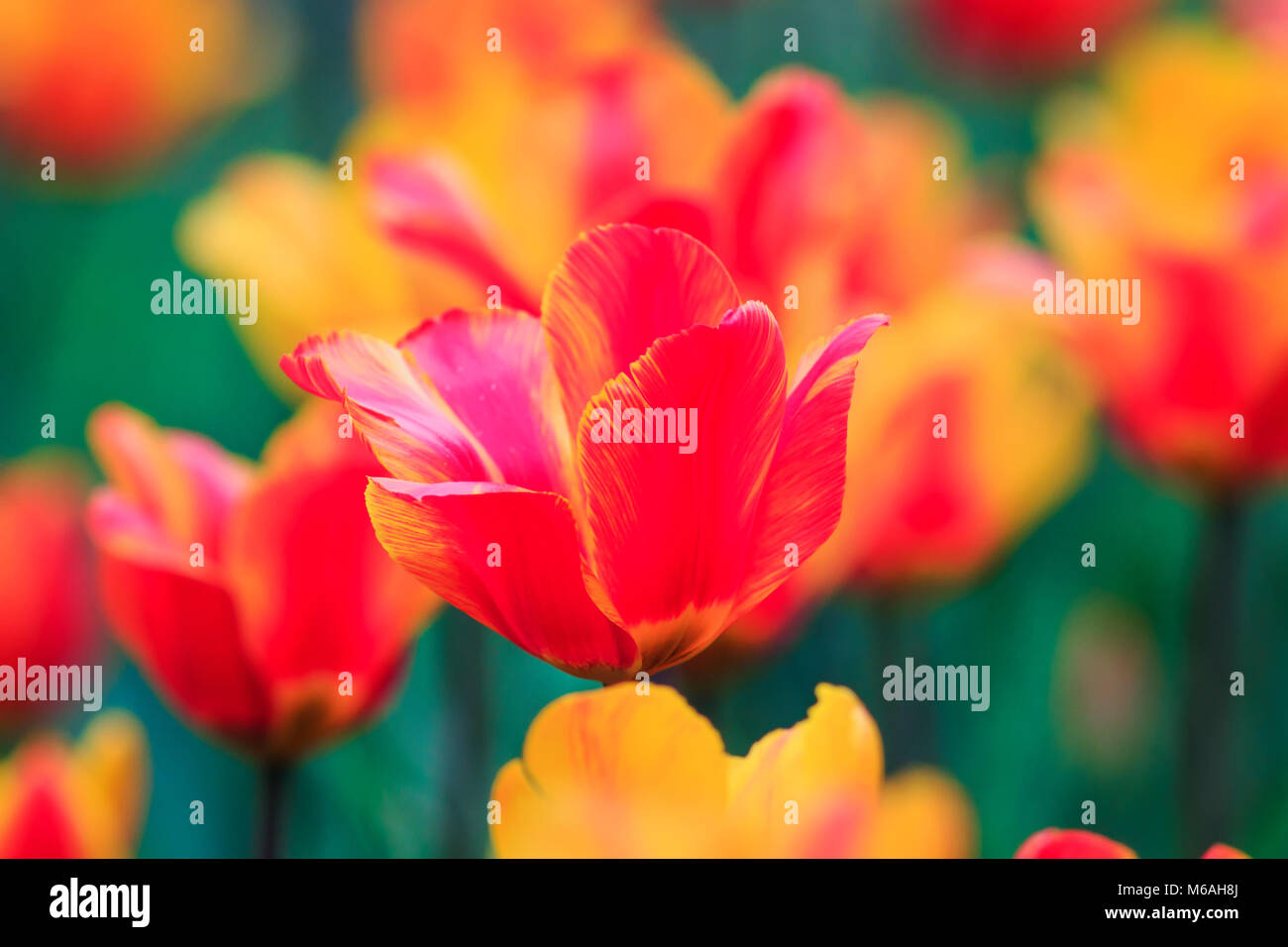 Schöne helle Blüten und Knospen, blühende Tulpen im Frühling im Park Stockfoto