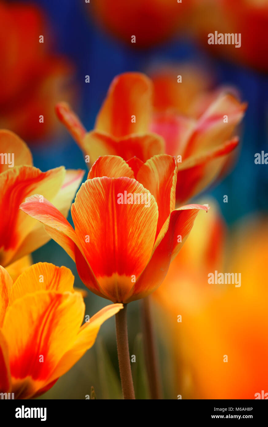 Schöne helle Blüten und Knospen einer Tulpe Blüte im Frühjahr in den Garten Stockfoto