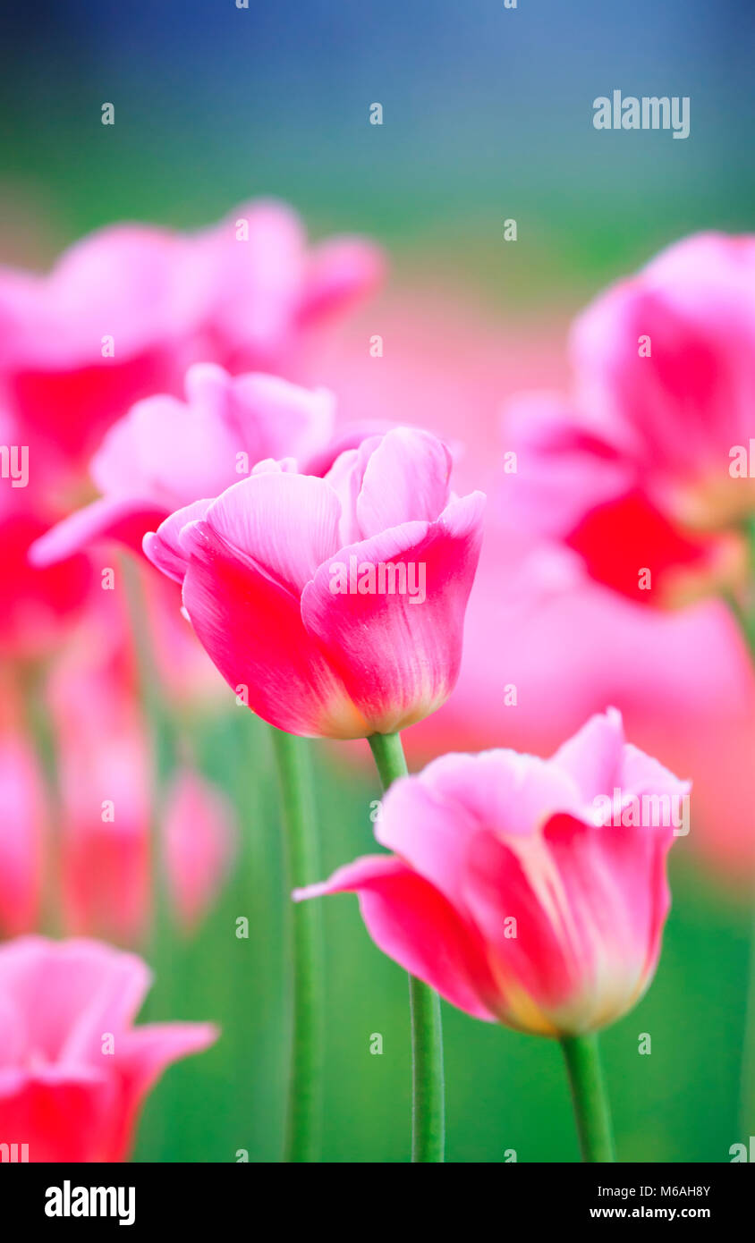 Schönes helles Rosa Blüten und Knospen, blühende Tulpen im Frühjahr im Mai Park Stockfoto