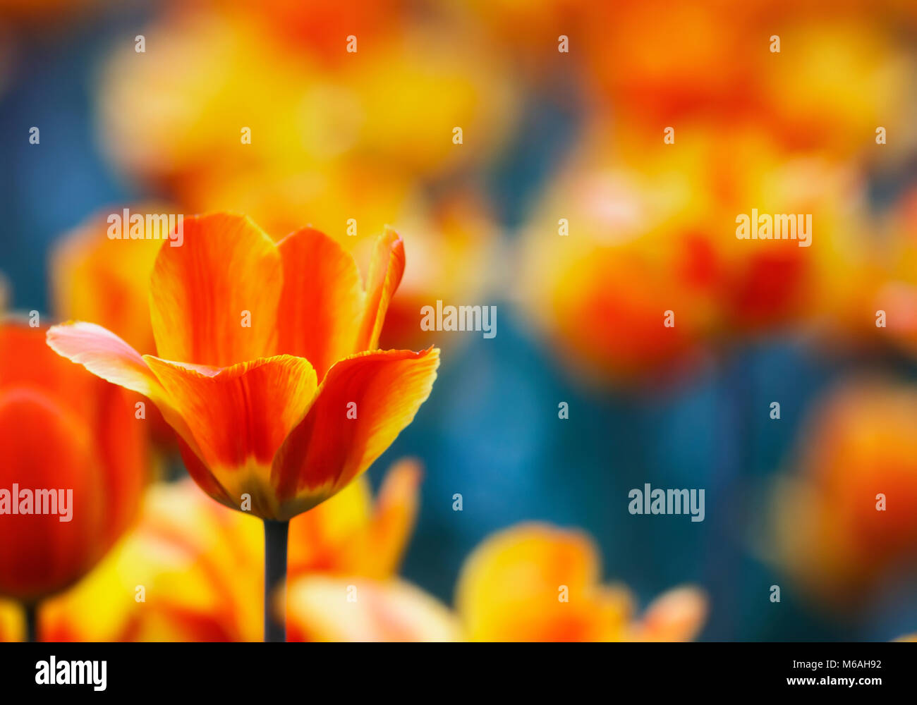 Viele schöne helle gelbe und rote Blüten und Knospen, blühende Tulpen im Frühjahr im Mai Park Stockfoto