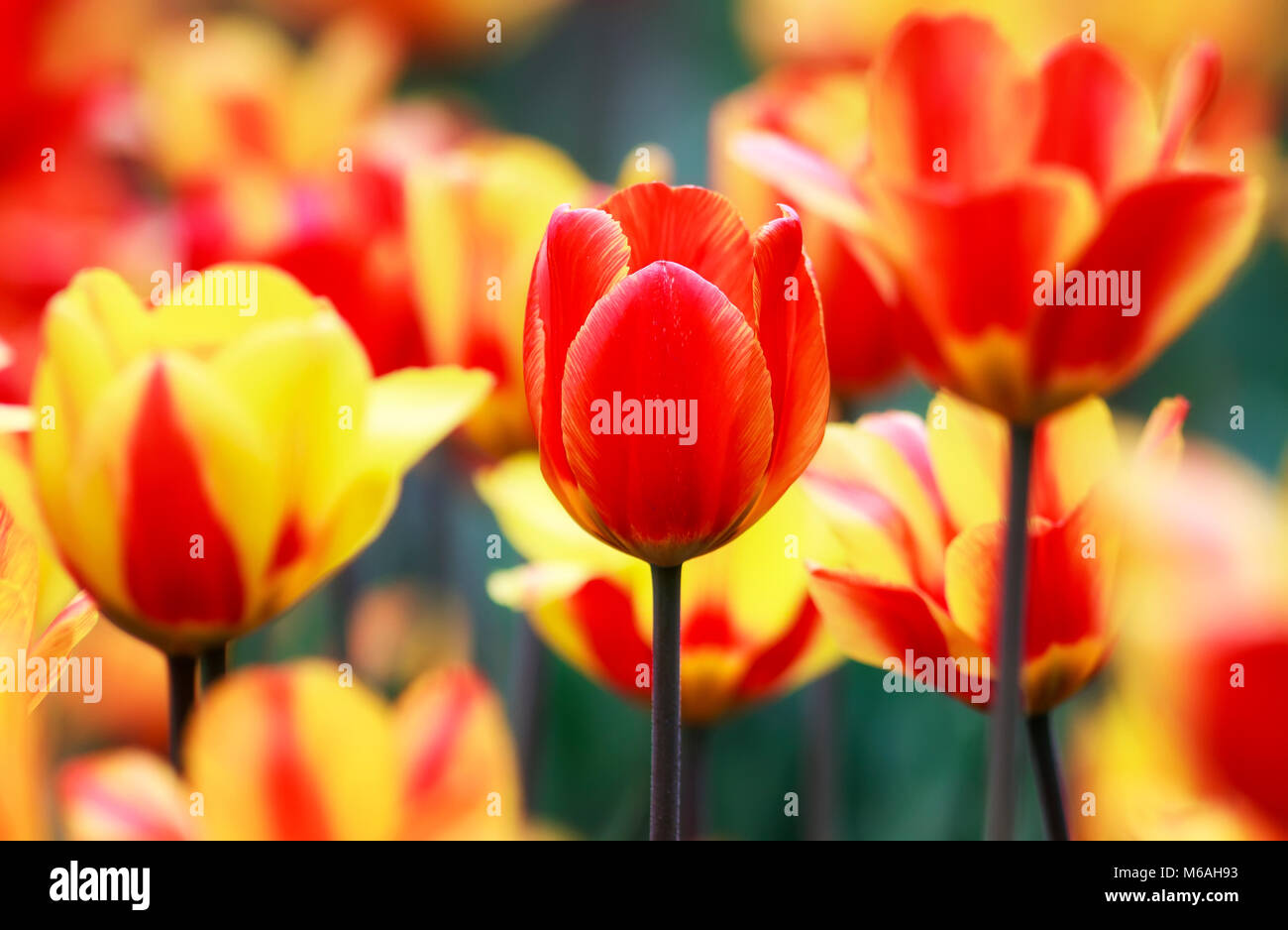 Schöne helle gelbe und rote Blüten und Knospen, blühende Tulpen im Frühjahr im Mai Park Stockfoto