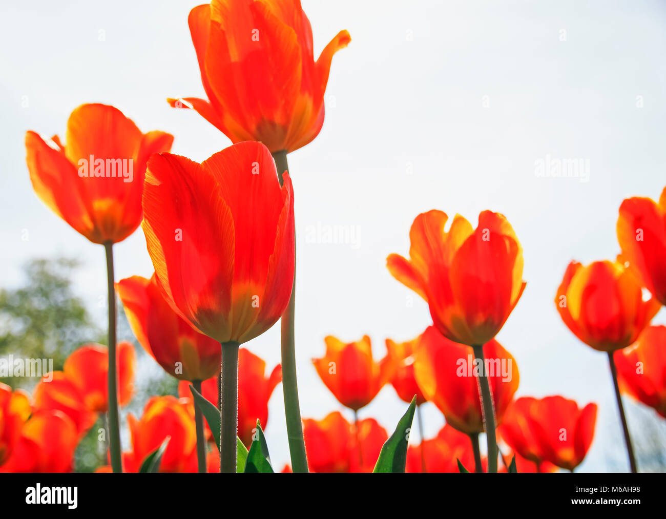 Viele schöne helle gelbe und rote Blüten und Knospen, blühende Tulpen im Frühjahr im Mai den Park und für den Himmel erreichen. Stockfoto