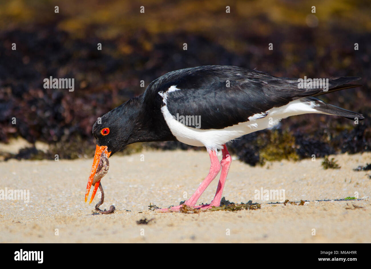 Sandwurm Fotos und Bildmaterial in hoher Auflösung Alamy