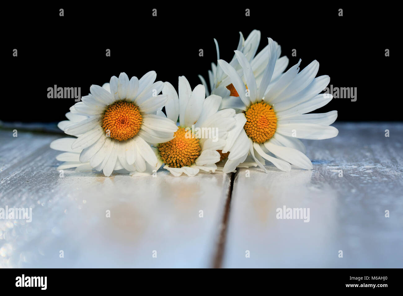 Schönen Blumenstrauß aus zarten weißen Blumen Gänseblümchen auf glänzenden Holztisch Stockfoto