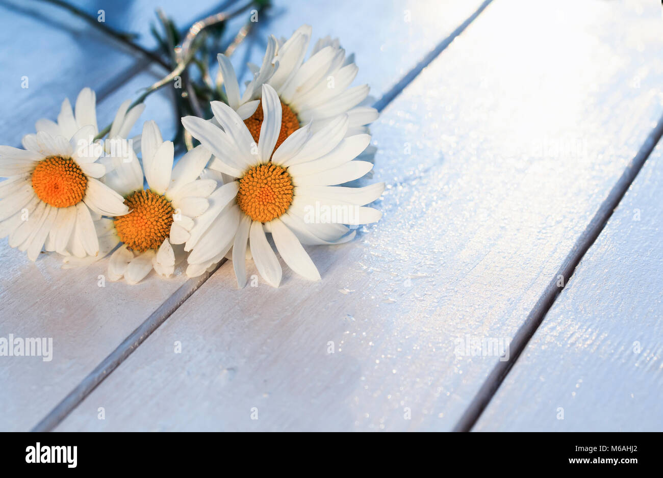 Ein Bouquet von niedlichen weißen Gänseblümchen liegt im Garten an einem hölzernen Tisch Stockfoto