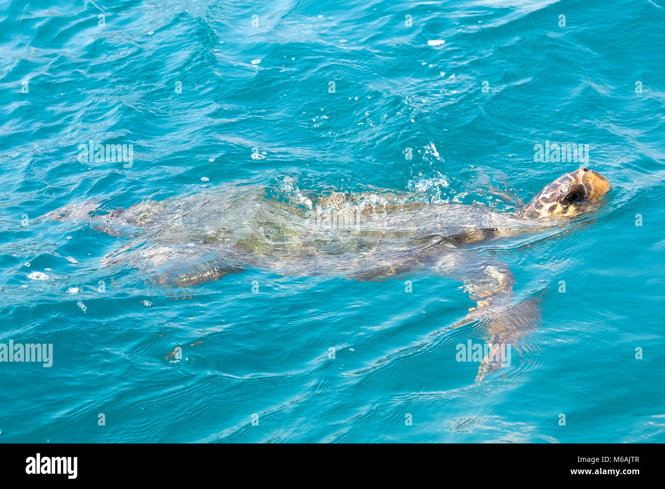 Caretta Caretta Schildkröte in Laganas Zakynthos Griechenland. Stockfoto