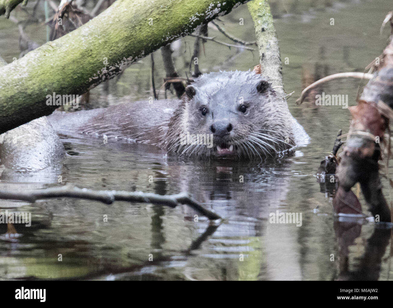 Otter bei nidd Schlucht, Knaresborough, North Yorkshire Schwimmen im Fluss Nidd Stockfoto
