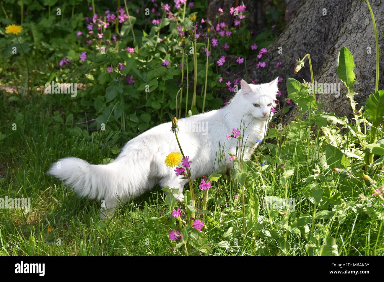 Weiße Katze mit Heterochromia iridis Sitzen auf einem log Outdoor Stockfoto