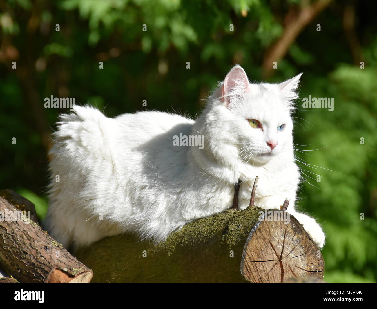 Weiße Katze mit Heterochromia iridis Sitzen auf einem log Outdoor Stockfoto