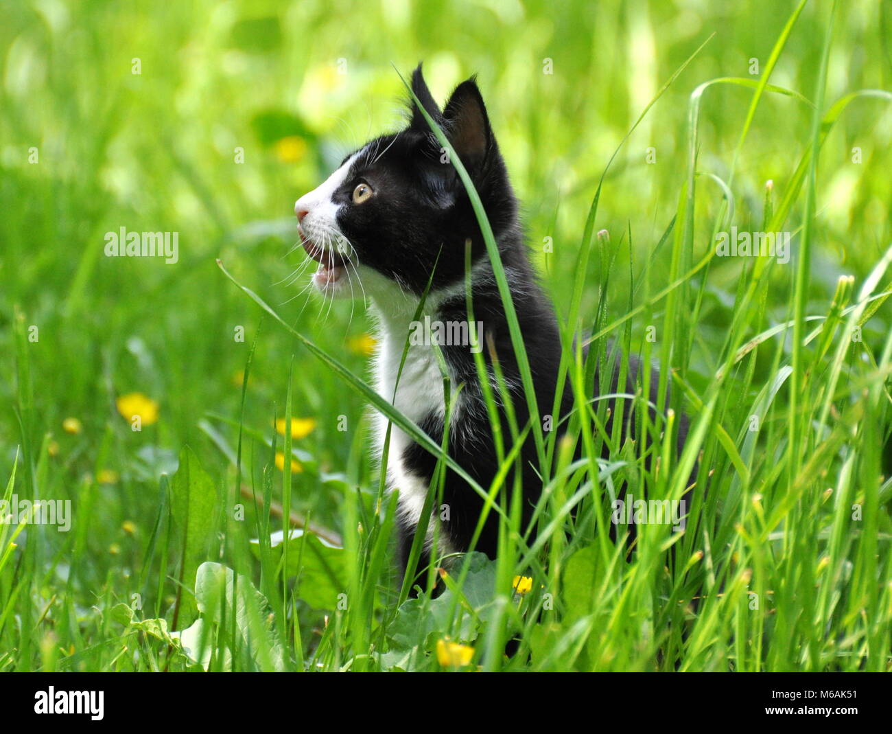 Schwarze und weiße Katze sitzt in einem Feld von hohem Gras und Blumen Stockfoto