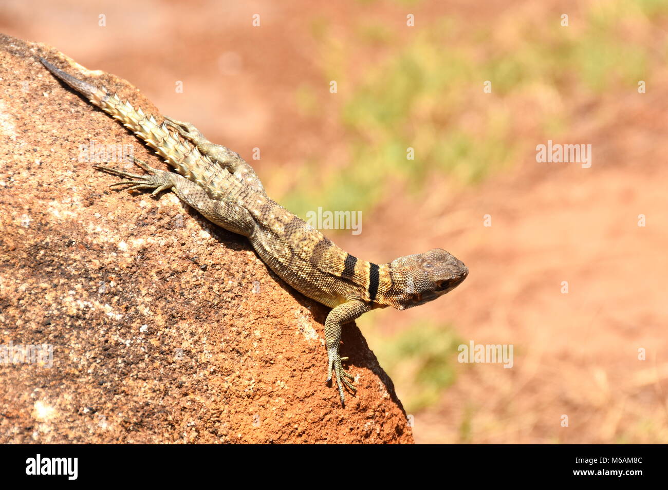 Madagassischen collared iguana Oplurus cuvieri in seiner natürlichen Umgebung Stockfoto