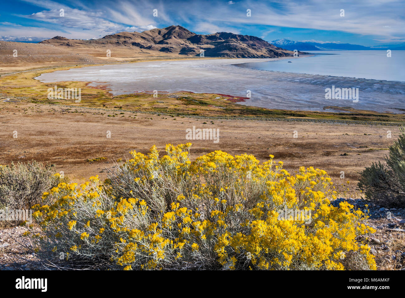 Rabbitbush aka rabbitbrush Sträucher, White Rock Bucht am Großen Salzsee und Elephant Head Mountain in Distanz, Antelope Island State Park, Utah, USA Stockfoto