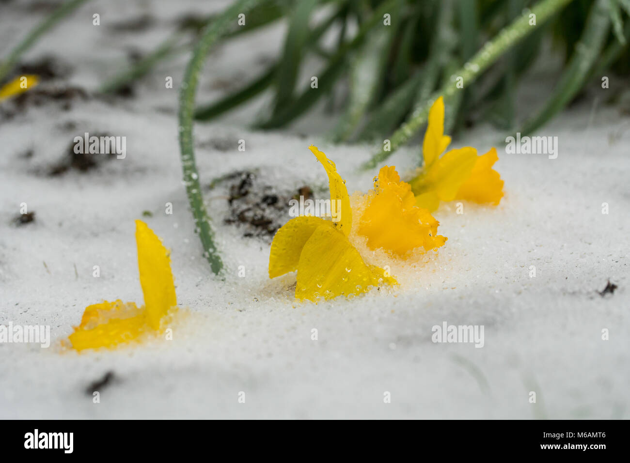 Narzissen Anfang März schlug durch Frost und Schnee aussehen, als ob sie umgekommen sind, aber bemerkenswert wird wieder einmal springen die temepra Stockfoto