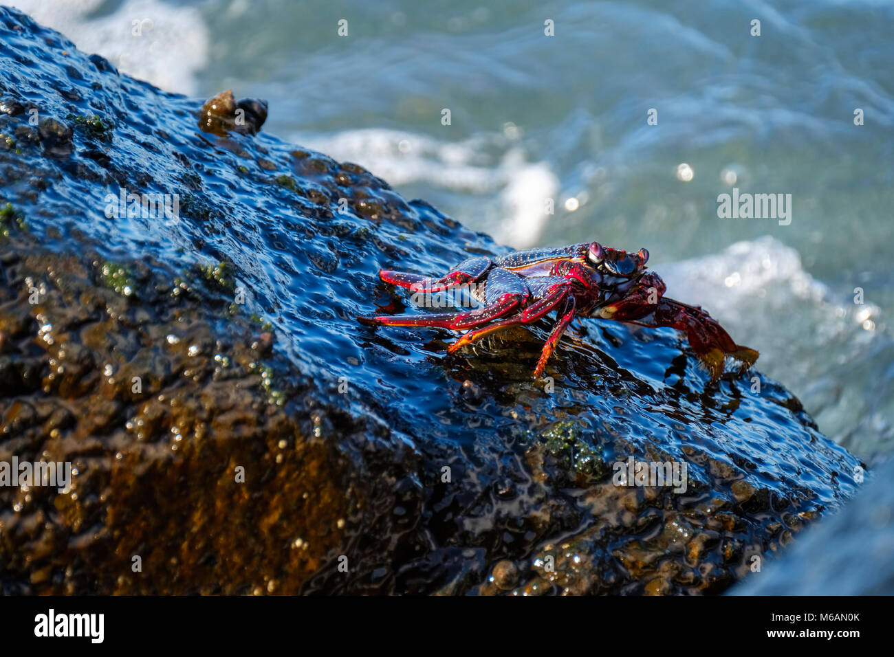 Red Rock Crab (Grapsus adscensionis) auf nassen Felsen, La Gomera, Kanarische Inseln, Spanien Stockfoto