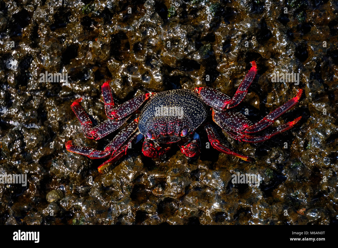 Red Rock Crab (Grapsus adscensionis) auf nassen Felsen, La Gomera, Kanarische Inseln, Spanien Stockfoto