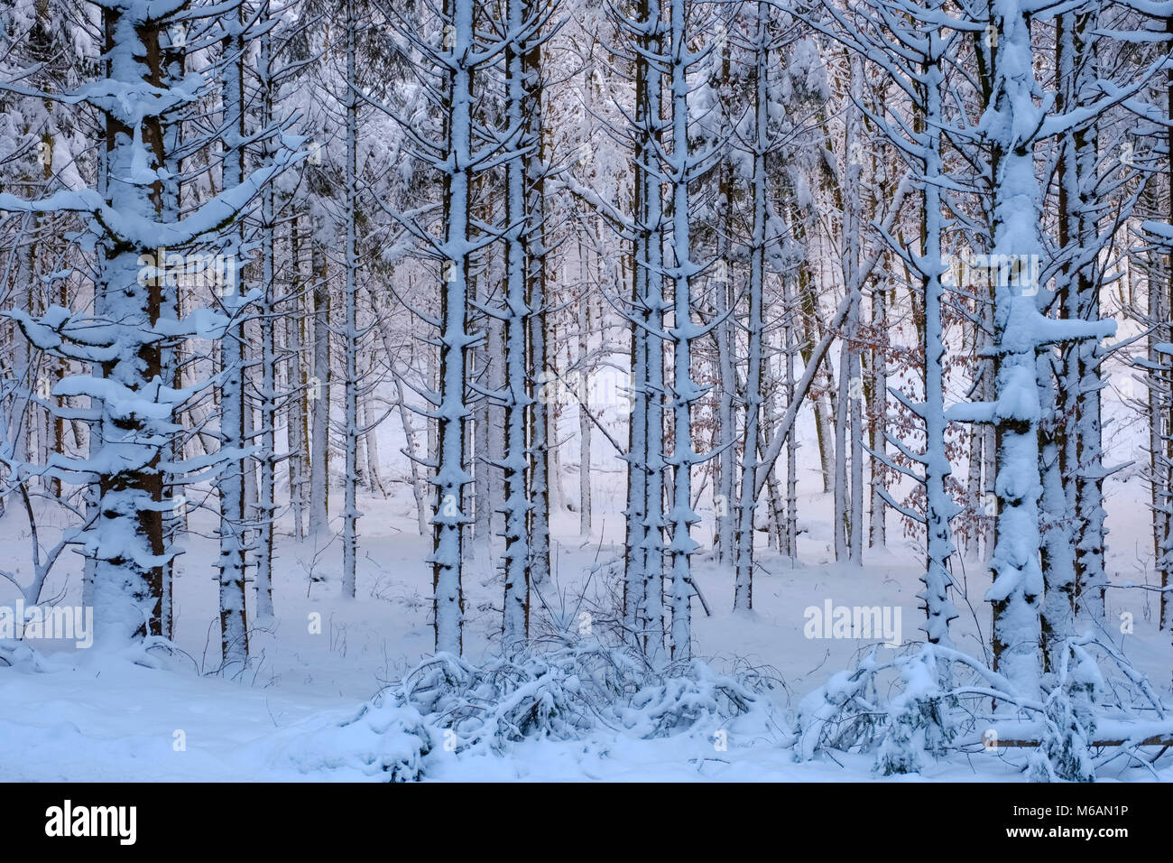 Baumstämme, Schnee - gemischter Wald bedeckt, in der Nähe von Dietramszell, Oberbayern, Bayern, Deutschland Stockfoto