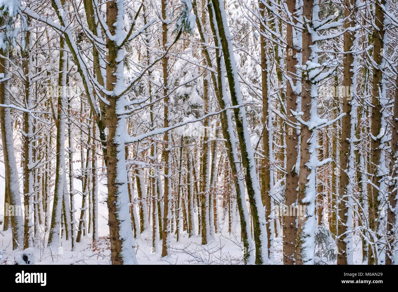 Baumstämme, Schnee - gemischter Wald bedeckt, in der Nähe von Dietramszell, Oberbayern, Bayern, Deutschland Stockfoto