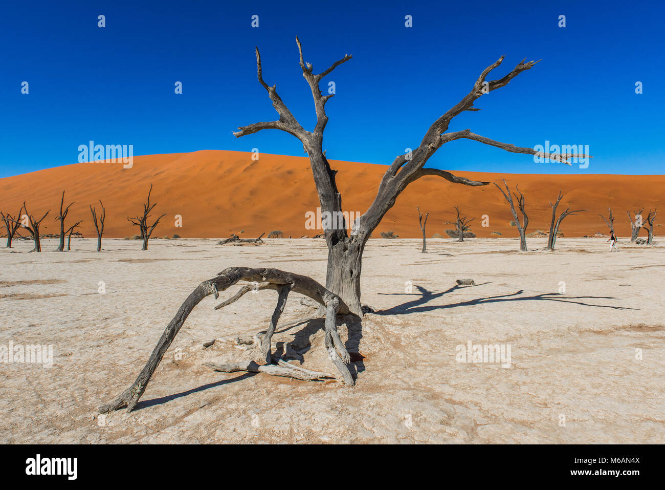 Totes kamel Dornen (Acacia Erioloba) vor der Sanddünen, Dead Vlei, Sossusvlei, Namib Wüste, Namib-Naukluft-Nationalpark Stockfoto