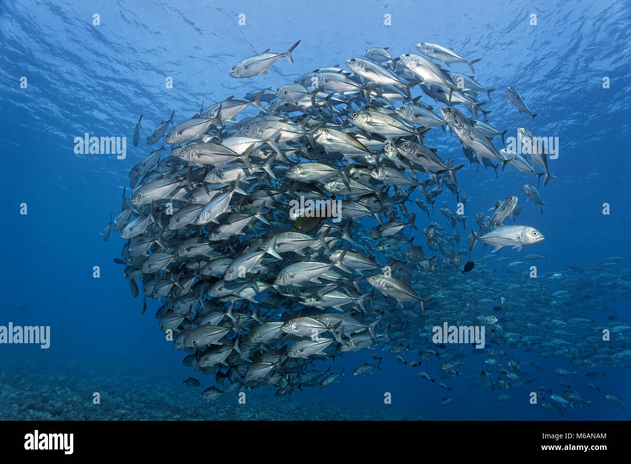 Schwarm Großaugen Makrelen (Caranx sexfasciatus) im blauen Wasser, Pazifik, Französisch Polynesien Stockfoto