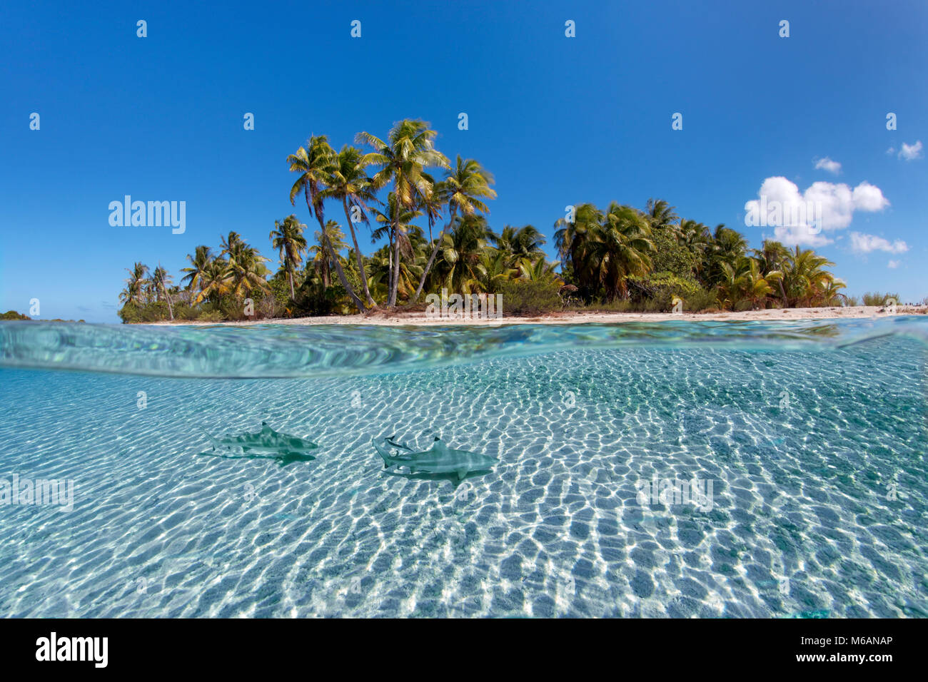 Insel mit Palmen, Schwarzspitzen Riffhai (Carcharhinus Melanopterus) schwimmt über Sandgrund, Pazifischer Ozean Stockfoto