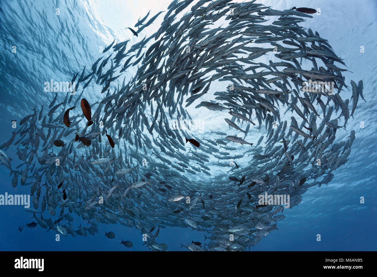 Schwarm Großaugen Makrelen (Caranx sexfasciatus) im blauen Wasser, Pazifik, Französisch Polynesien Stockfoto