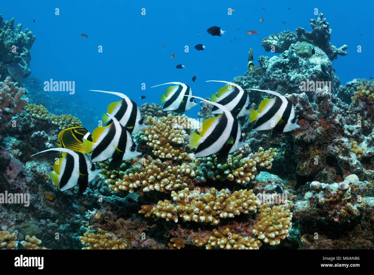 Schwarm Wimpel coralfishes (heniochus Acuminatus), schwimmt über Coral Reef, Pazifischer Ozean, Französisch Polynesien Stockfoto