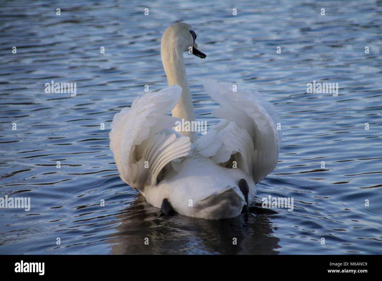 Wilden Schwan im Wasser Stockfoto