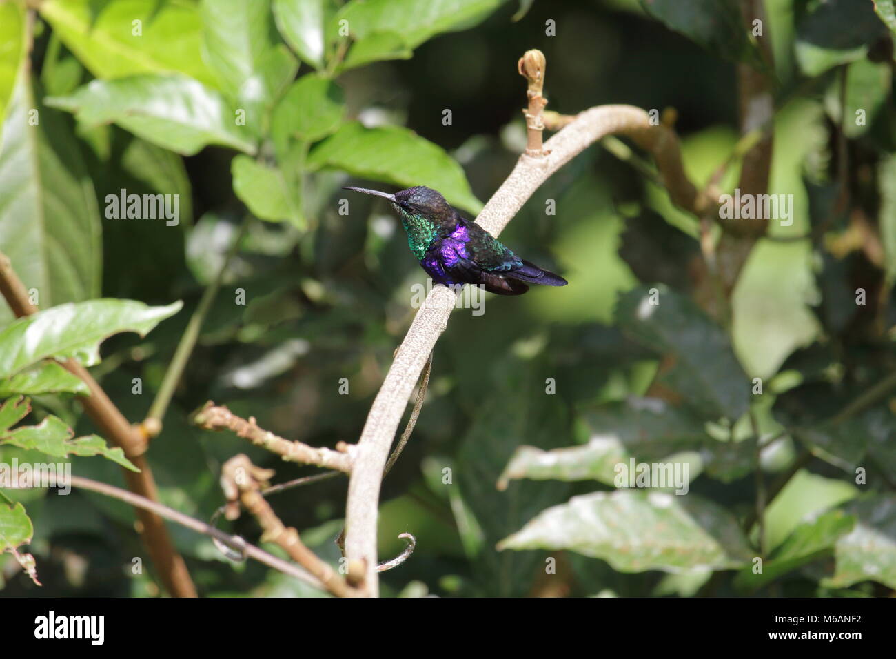 Violett gekrönte Woodnymph Stockfoto