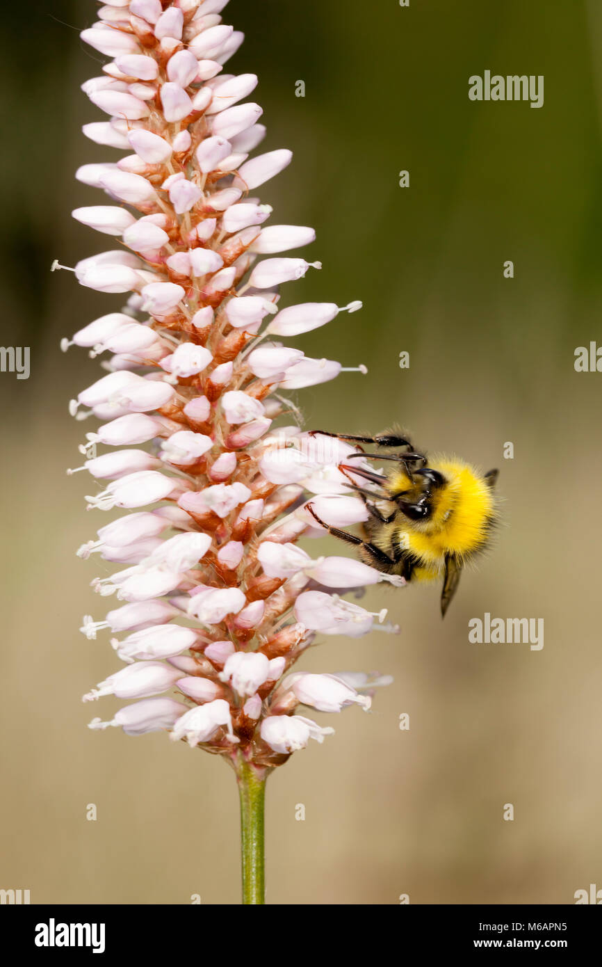Frühe Biene auf Common Bistort Stockfoto