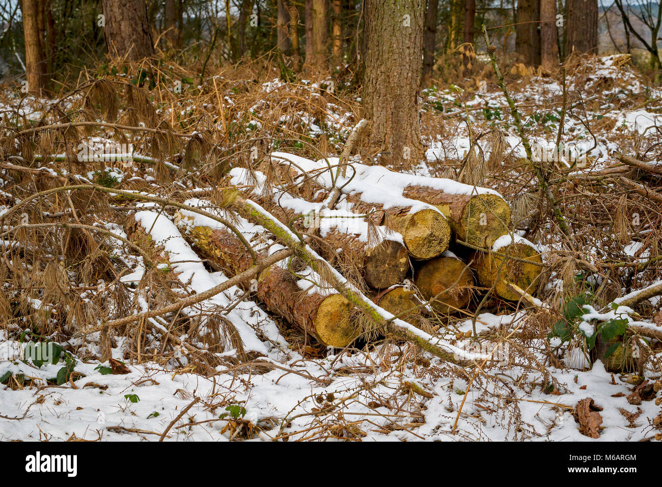 Gesägt Scots Pine Tree trunks aufgetürmt in Delamere Forest Park nach einem Schneefall im Februar 2018 Stockfoto