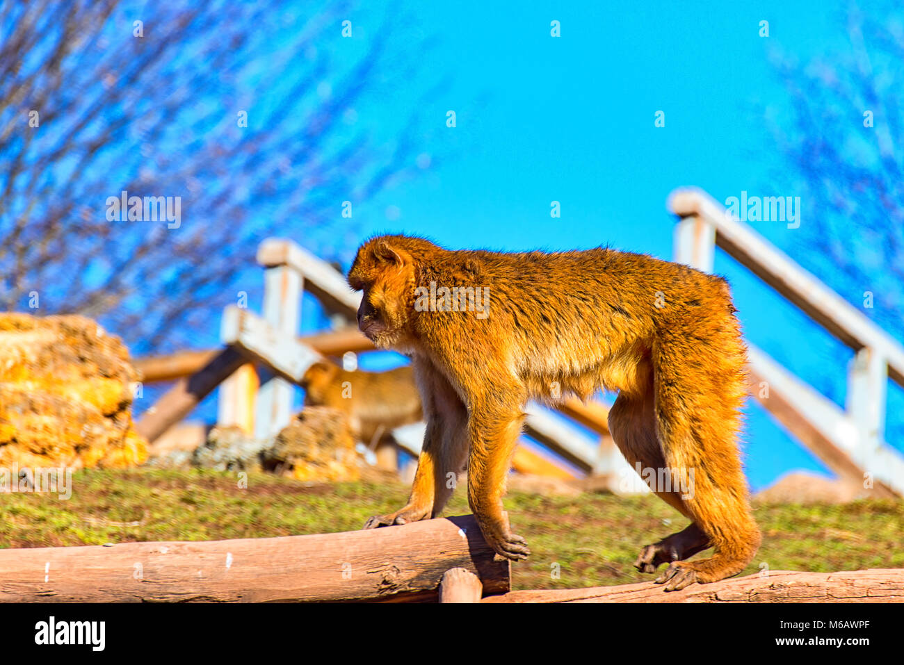 Große Barbary Macaque allein auf der Straße Stockfoto