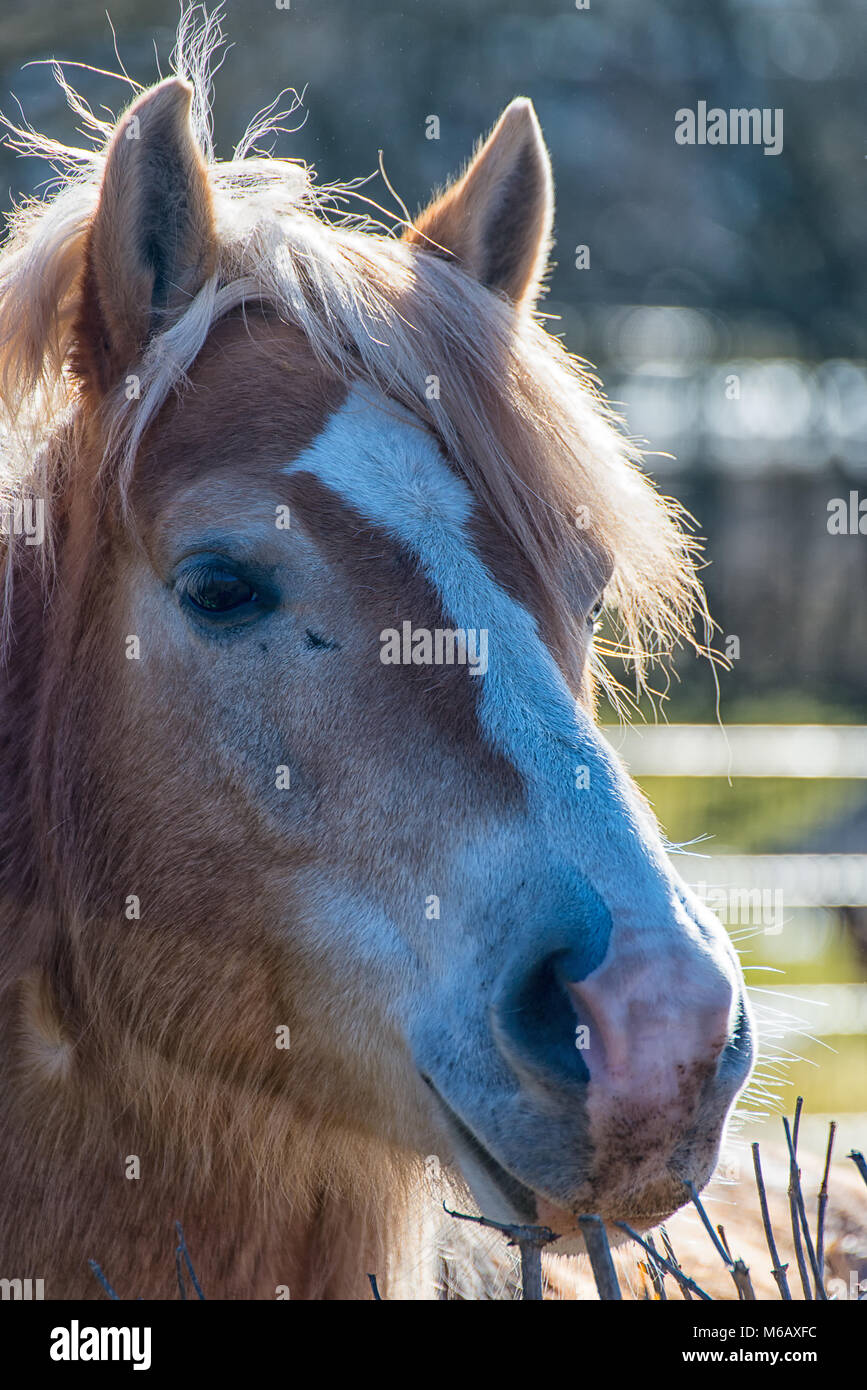 Großes Pferd Kopf Stockfoto Großes Pferd Kopf Stockfoto