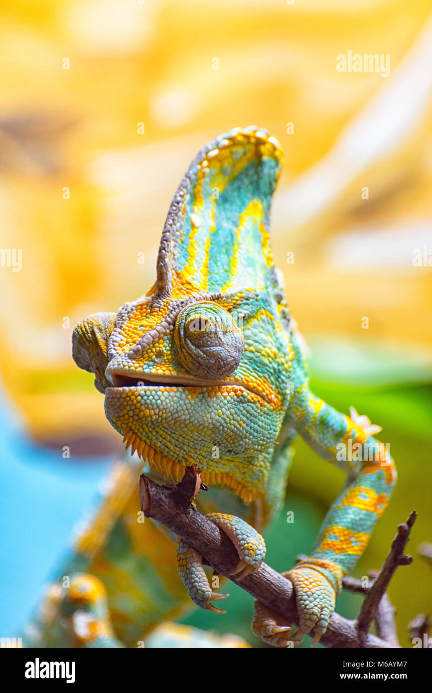 Die bunten Chameleon II Stockfoto