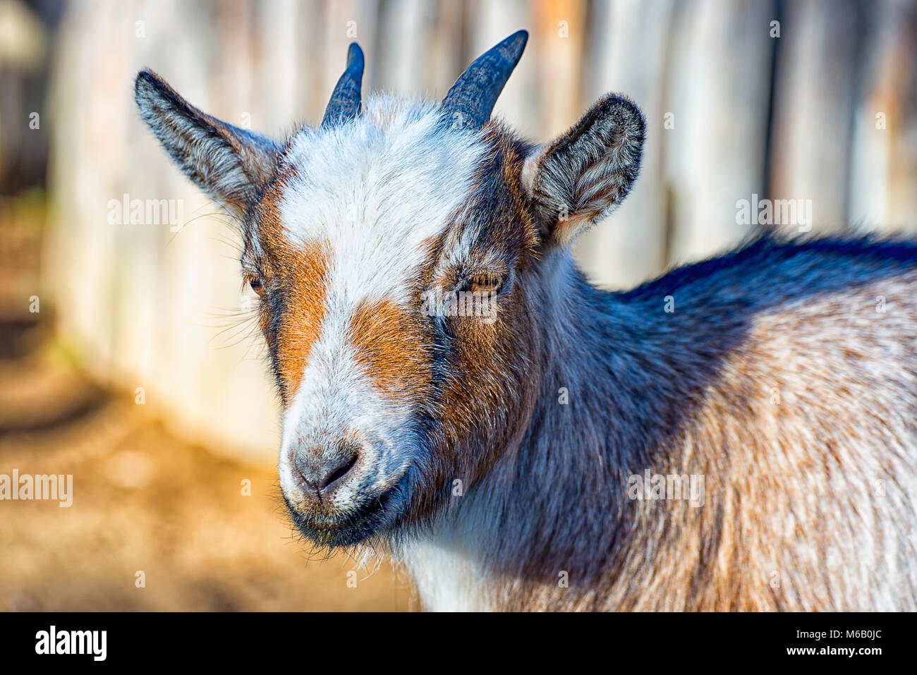 Die kleine Ziege Stockfoto