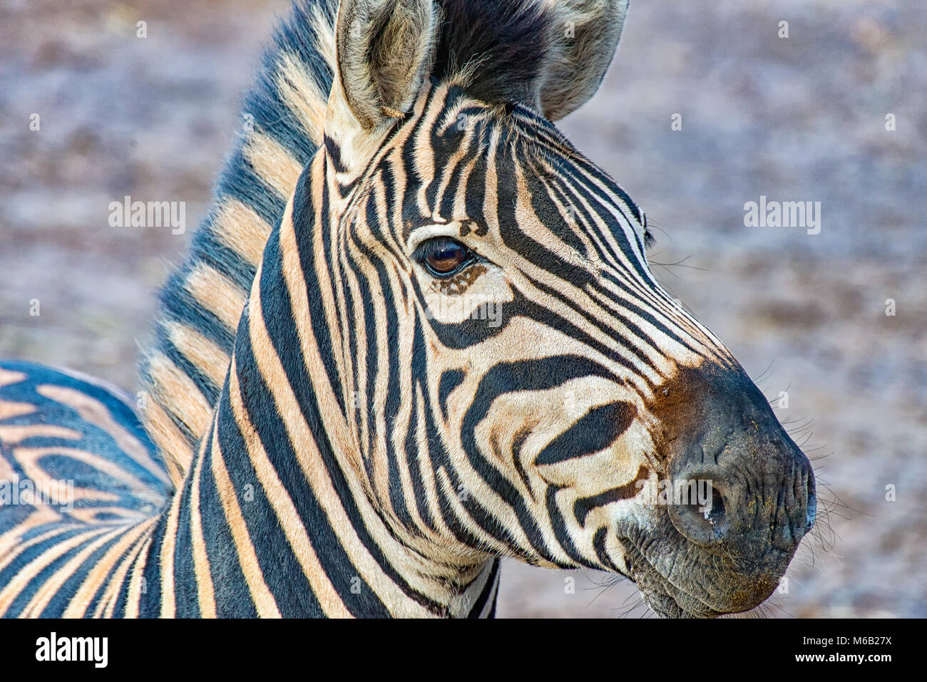 Kopf eines Zebras Stockfoto
