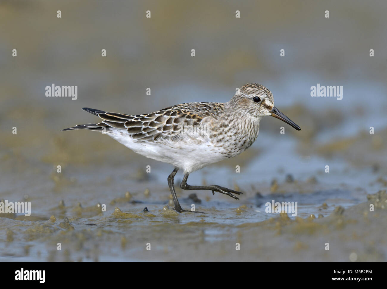 Weißes-rumped Strandläufer - Calidris fuscicollis Stockfoto