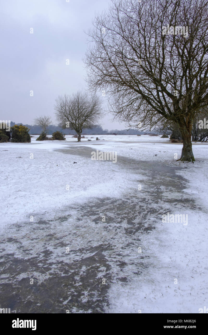 UK Wetter 1 März 2018 Erster Tag des Frühlings im New Forest Hampshire mit Schnee vom Tier aus dem Osten. Credit Paul Chambers Stockfoto