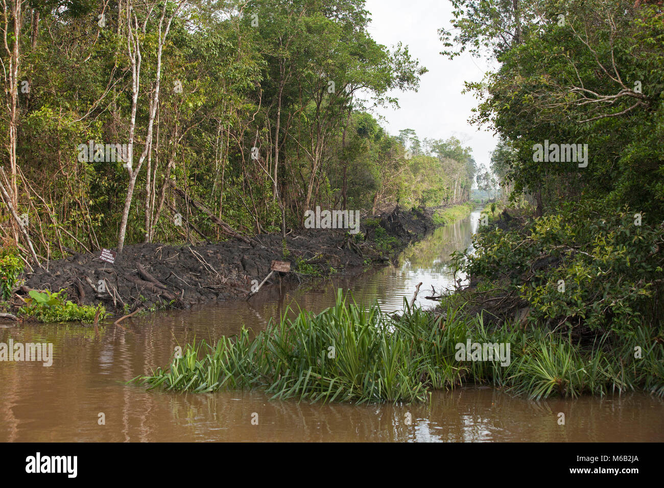 Manmade Kanal, der vom Sekonyer River in Zentralkalimantan, Borneo, führt Stockfoto