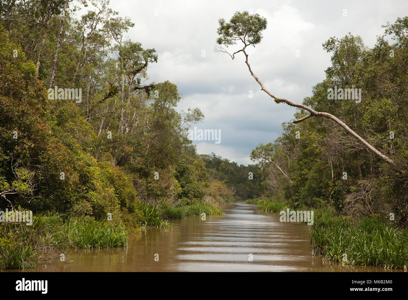 Sekonyer River im Zentrum von Kalimantan, Indonesischer Borneo Stockfoto