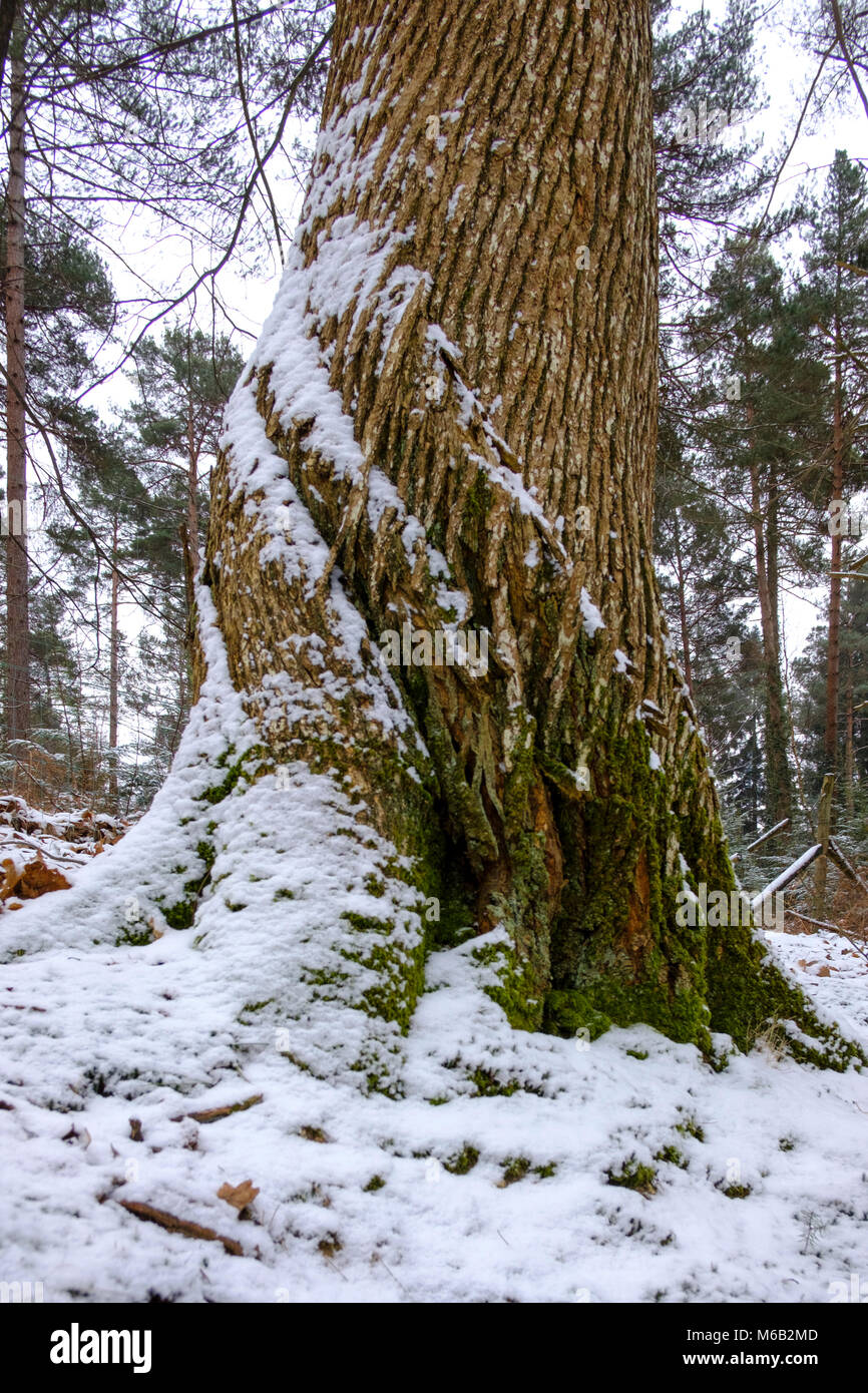 UK Wetter 1 März 2018 Erster Tag des Frühlings im New Forest Hampshire mit Schnee vom Tier aus dem Osten. Credit Paul Chambers Stockfoto