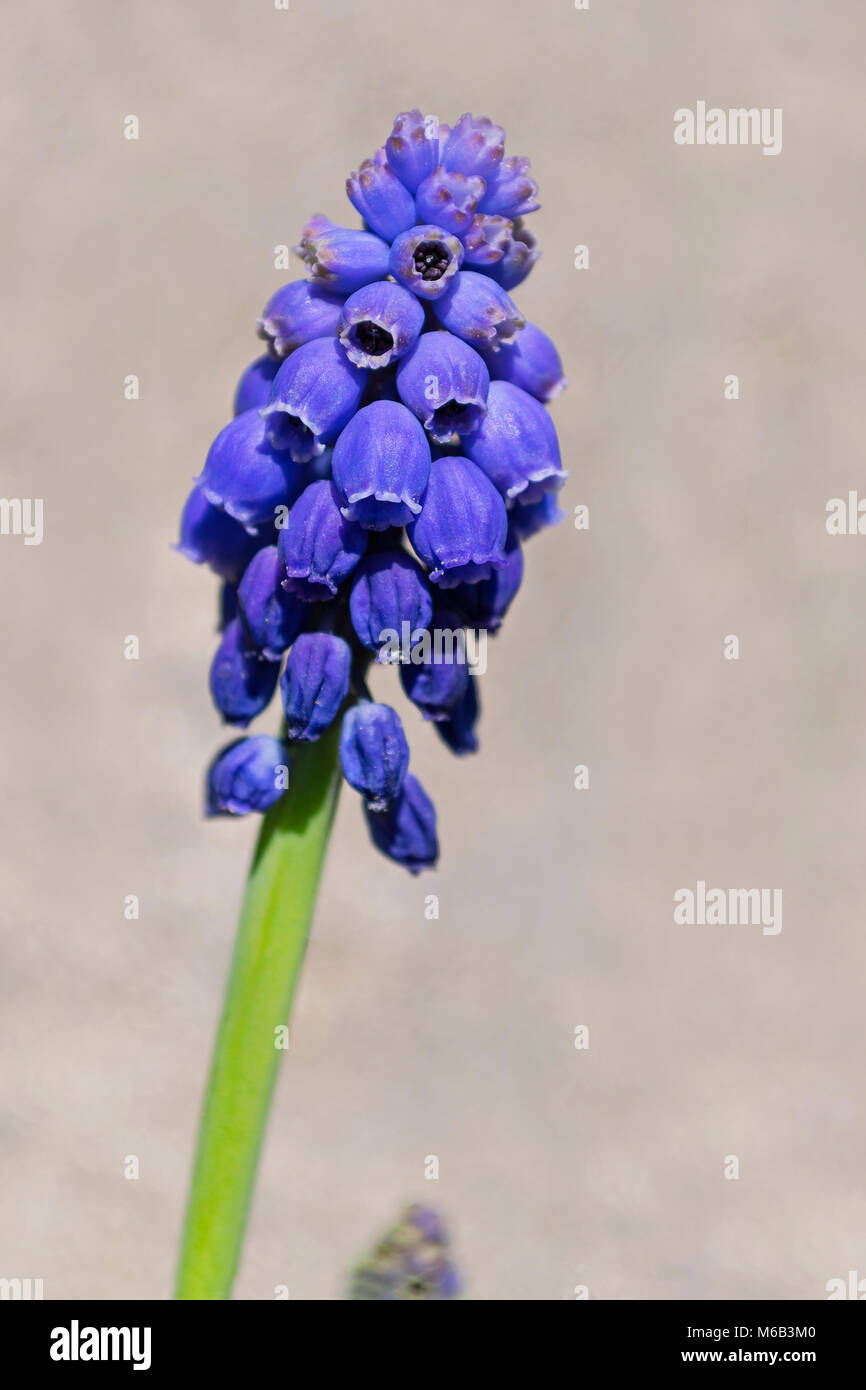 Schöne Traubenhyazinthen Blume auf einem beigen Hintergrund unscharf Stockfoto