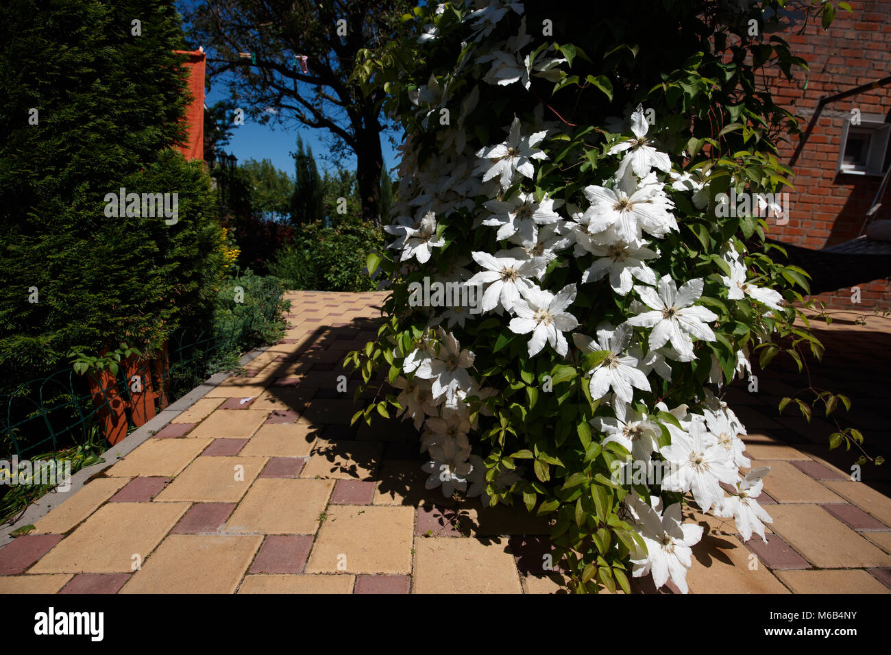 Clematis-Blüten vollständig bedeckt einen Zaun im heimischen Garten. Stockfoto