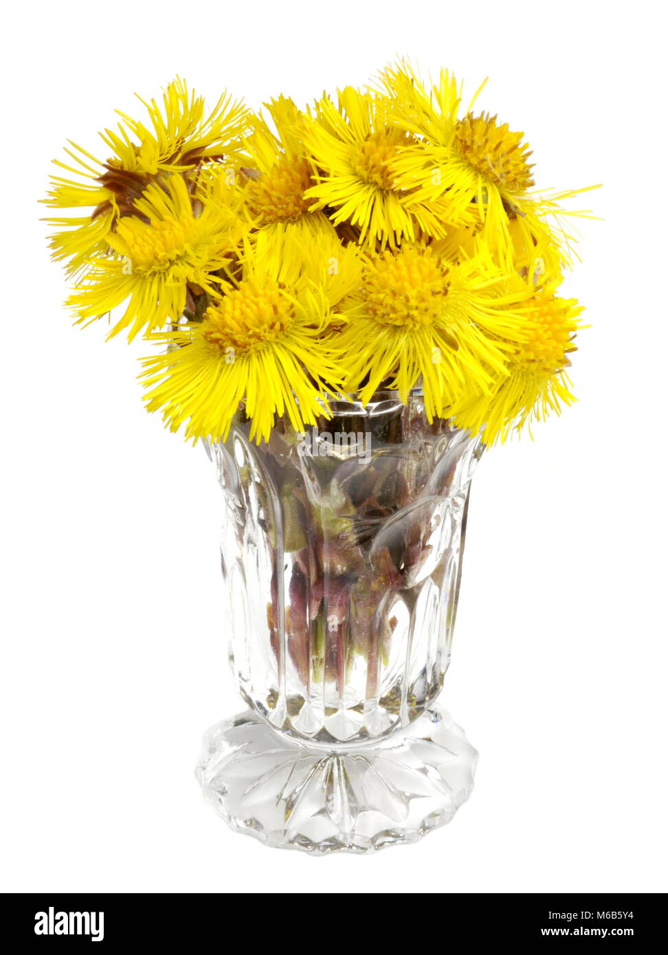 Huflattich Tussilago farfara Blumen in einer Vase auf weißem Hintergrund Stockfoto