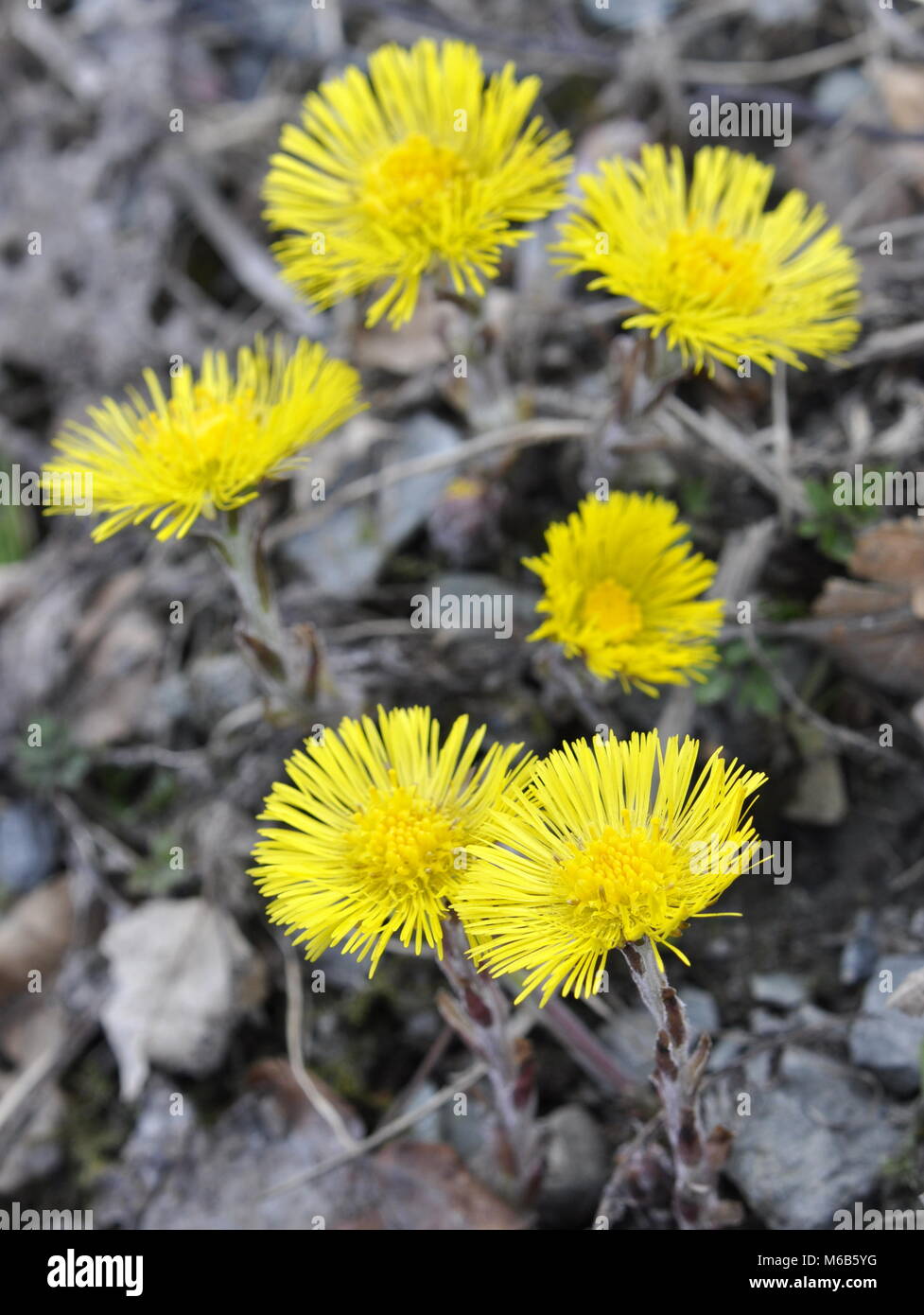 Huflattich Tussilago farfara Blumen im Frühjahr Stockfoto